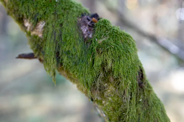 Tronco Musgoso Uma Bétula Musgo Tronco Árvore Uma Área Florestal — Fotografia de Stock