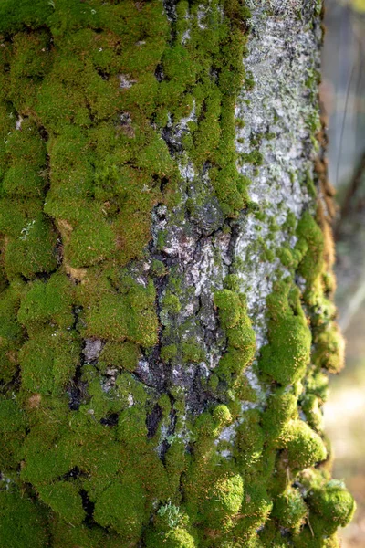 Tronco Musgoso Uma Bétula Musgo Tronco Árvore Uma Área Florestal — Fotografia de Stock