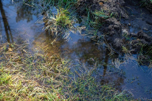 Mokré Lesní Cesta Jehličí Trávy Podzimní Louže Období Podzimu — Stock fotografie