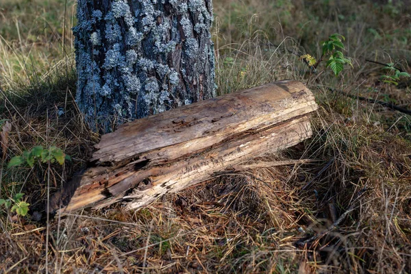 Logs Madeira Floresta Velho Pedaço Madeira Relva Temporada Outono — Fotografia de Stock