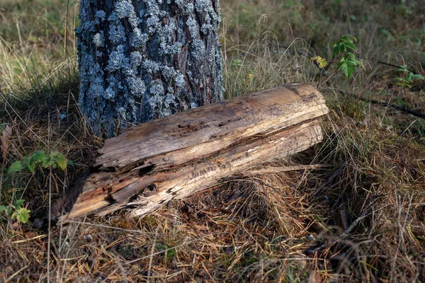 Logs of wood in the forest. An old piece of wood on the grass. Season of the autumn.
