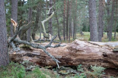 Eski bir düşmüş bir ağaç gövdesine kuru. Çalılar yalan pörsümüş bir meşe ağacı. Sezon sonbahar.