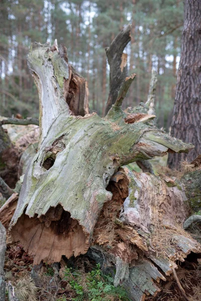 Eski Bir Düşmüş Bir Ağaç Gövdesine Kuru Çalılar Yalan Pörsümüş — Stok fotoğraf