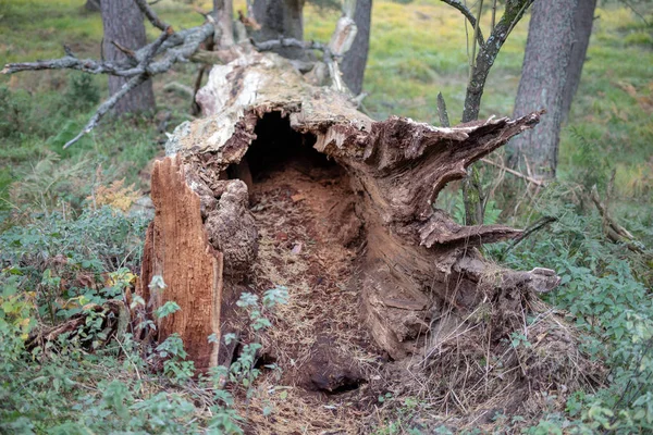 倒れた木の幹を乾燥させます 下草に横たわって枯れたオーク 秋のシーズン — ストック写真