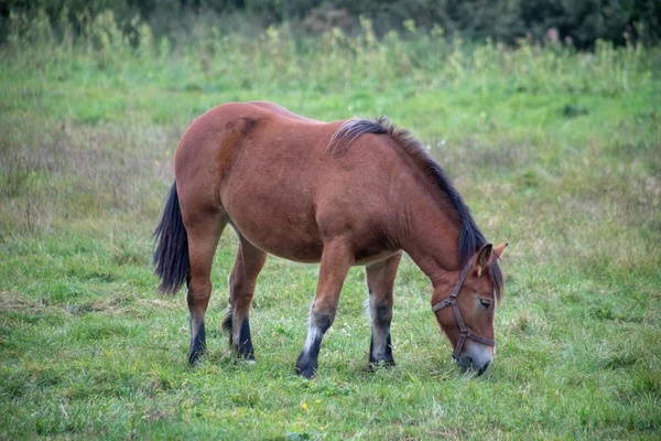 Atları bir çayır köyü yakınlarında. Yeşil çimenlerin üzerinde otlatma güzel bağlar. Sezon sonbahar.