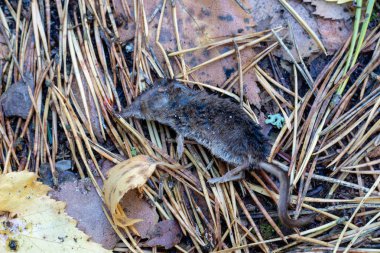 A dead mouse in the forest. Rodent on the forest path. Season of the autumn. clipart