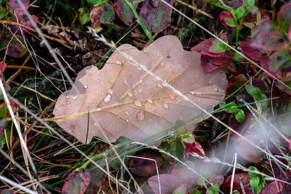 Una Foglia Sull Erba Con Gocce Rugiada Erba Foresta Foglie — Foto Stock