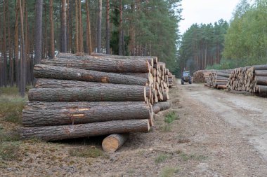 Yaprak döken ormandaki bir odun yığını. Ahşap parçaları birbirinin düzenlenmiştir. Sezon - sonbahar