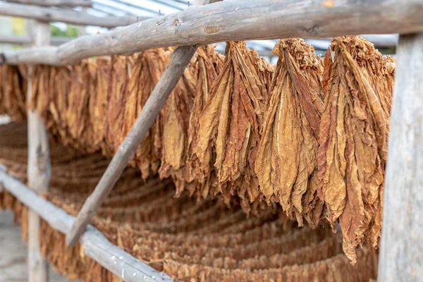 Tobacco leaves suspended in a drying room - Central Europe. Drying of leaves intended for tobacco products. Season of the autumn.