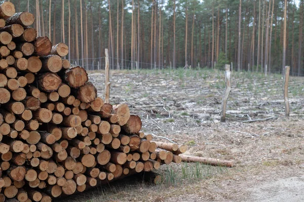 Ein Holzhaufen Einem Laubwald Holzstücke Übereinander Angeordnet Jahreszeit Herbst — Stockfoto