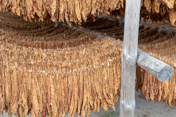 Tobacco leaves suspended in a drying room - Central Europe. Drying of leaves intended for tobacco products. Season of the autumn.