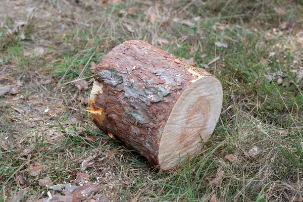 A tree trunk cut by a motorized saw. Pieces of pine wood in the forest. Season of the autumn.