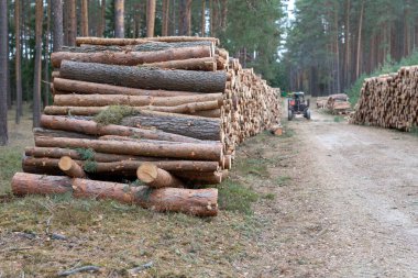Yaprak döken ormandaki bir odun yığını. Ahşap parçaları birbirinin düzenlenmiştir. Sezon - sonbahar