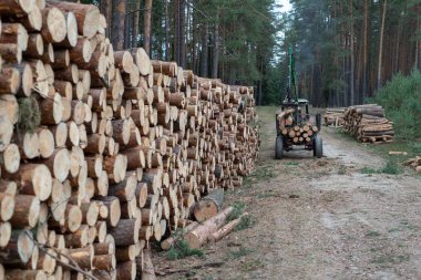 Yaprak döken ormandaki bir odun yığını. Ahşap parçaları birbirinin düzenlenmiştir. Sezon - sonbahar