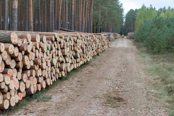 Yaprak döken ormandaki bir odun yığını. Ahşap parçaları birbirinin düzenlenmiştir. Sezon - sonbahar