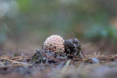 Güzel orman çalılıkları içinde mantar. Şapka mantar yaprak döken orman içinde olgunlaşmış meyve organlarının. Sezon - sonbahar.