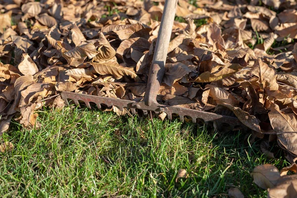 Harken Trockener Blätter Mit Gartengeräten Herbstputz Auf Dem Rasen Neben — Stockfoto