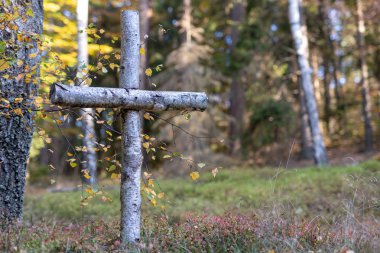 Çapraz bir yaprak döken orman huş ağacı. Savaş mezarlardan kuzey Polonya İkinci Dünya Savaşı. Sezon sonbahar.