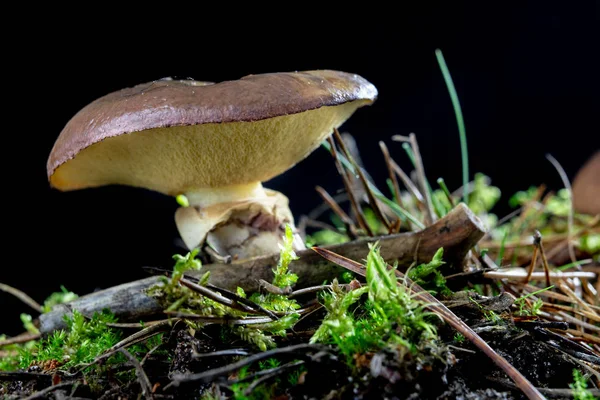 Ripe Tasty Mushroom Forest Forest Fruits Wet Moss Deciduous Forest — Stock Photo, Image