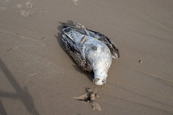 Martı Deniz Plaj Kum Üzerinde Öldü Orta Avrupa Nın Sahil — Stok fotoğraf