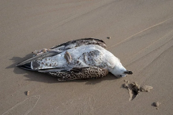 Mouette Est Morte Sur Plage Sable Mer Côte Europe Centrale — Photo