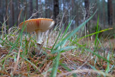 Zehirli mantar iğne yapraklı orman içinde büyüyen. Orman meyveleri doğal ortamında. Sezon sonbahar.