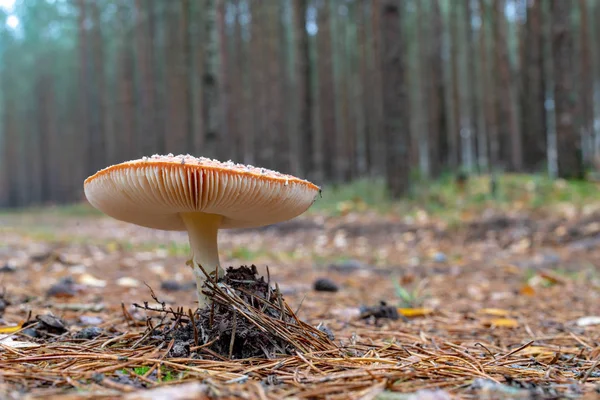Poisonous mushroom growing in coniferous forest. Forest fruits in a natural environment. Season of the autumn.