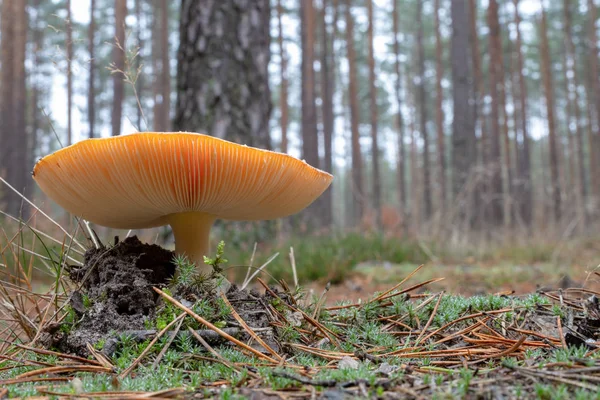 Giftig Svamp Växer Barrskog Skogens Frukter Naturlig Miljö Säsongen Hösten — Stockfoto