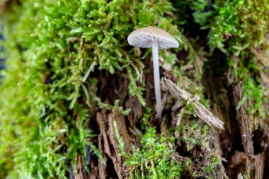 Zehirli mantar yosun büyüyen bir ağaç gövdesinde. Moss ormandaki arka plan üzerinde solungaçları ile küçük mantar. Sezon sonbahar.