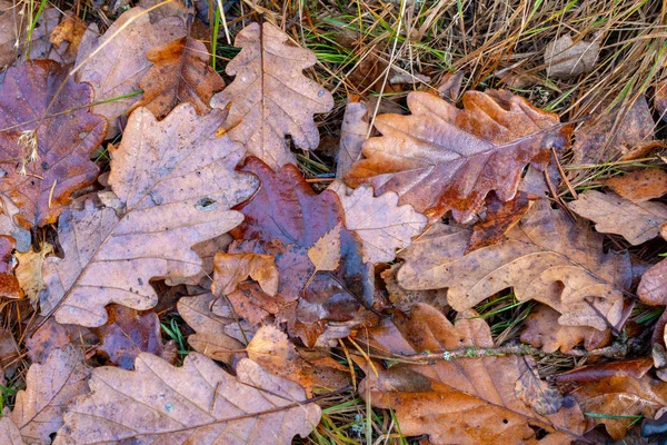 Foglie Umide Una Quercia Che Giace Sentiero Foresta Foglie Alberi — Foto Stock