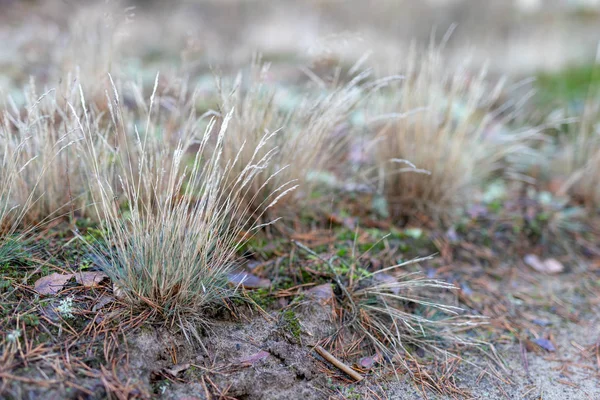 Grumos Secos Grama Crescendo Pela Estrada Floresta Floresta Vegetação Decídua — Fotografia de Stock