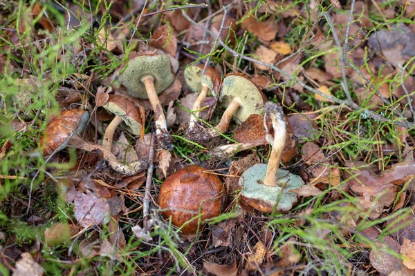 Mushroom in the grass in the deciduous forest. Forest fruits after the first frosts. Season of the late autumn.