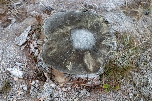 Antiguo Tronco Pino Cubierto Escarcha Lugar Decapitación Bosque Coníferas Temporada — Foto de Stock