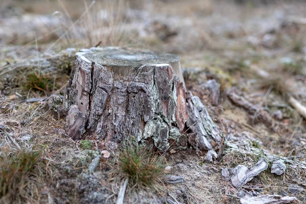 Tronco Pinho Velho Coberto Com Geada Lugar Decapitação Numa Floresta — Fotografia de Stock