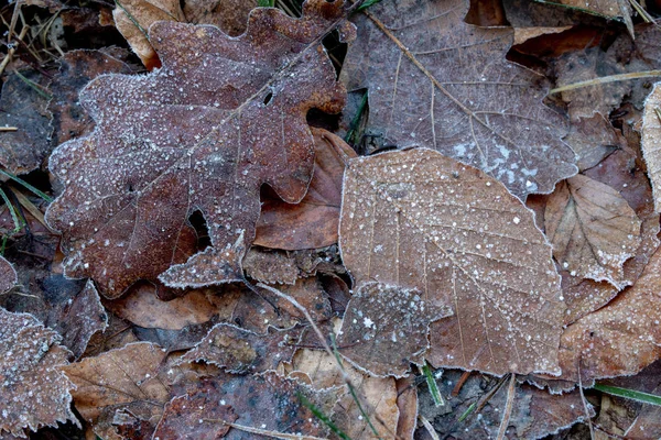 Trädens Blad Täckt Med Frost Morgon Frost Skogsstigen Säsong Vinter — Stockfoto