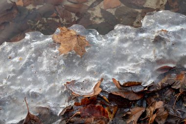 Buz kaplı ağaçların yaprakları. Orta Avrupa'nın Gölü kıyısında buz. Sezon winte