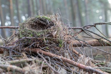 Boş bir iğne yapraklı ağaç dalları üzerinde küçük bir kuş yuvası. Kuşlar için yer iç içe geçirme. Sezon sonbahar.