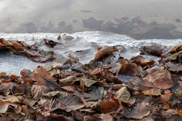 Feuilles Arbres Couvertes Glace Glace Sur Rive Lac Europe Centrale — Photo