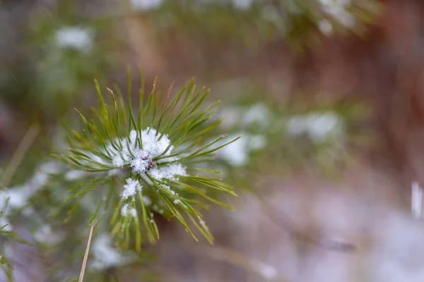 Маленькие Ветки Сосны Покрытые Снегом Свежий Снег Ветвях Леса Зимний — стоковое фото
