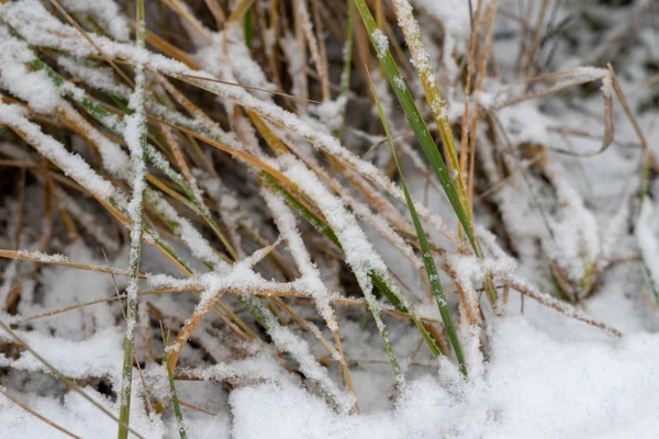 Trawa Pokryta Świeżego Śniegu Zwiędły Trawy Lesie Zimowej Scenerii — Zdjęcie stockowe