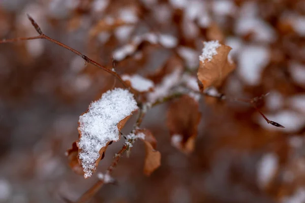Faggio Ricoperto Neve Neve Fresca Foglie Appassite Stagione Inverno — Foto Stock