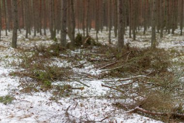 Bir ormanda kafa kesme bir yer. Bir ağacın dalları keserek bagajdan sonra. Kış sezon.
