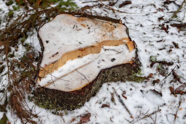 Trädstam Täckt Med Snö Klippa Träd Skogen Säsong Vinter — Stockfoto