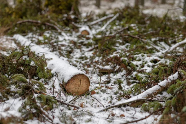 在森林中斩首的地方 从树干上剪掉后的分枝 冬季季节 — 图库照片