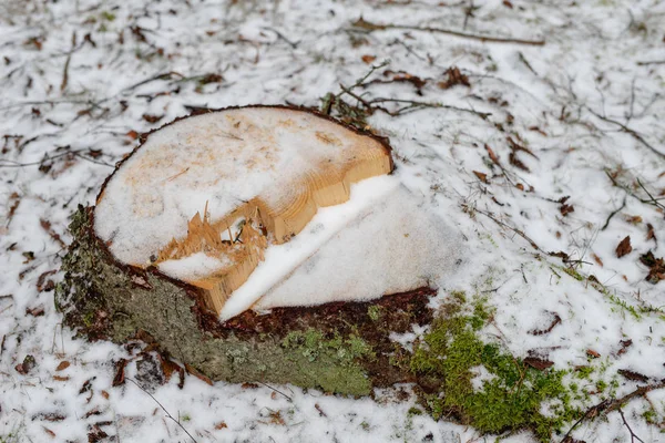 Boomstam Bedekt Met Sneeuw Gesneden Structuur Het Forest Seizoen Winter — Stockfoto