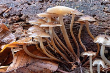 Zehirli mantar yosun büyüyen bir ağaç gövdesinde. Moss ormandaki arka plan üzerinde solungaçları ile küçük mantar. Sezon sonbahar.