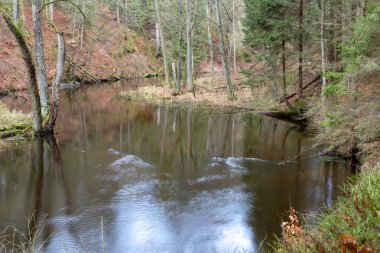Ormanın kenarında küçük bir nehir. Sulak alanlar ve nehrin yakınındaki bataklık. Sezon sonbahar.