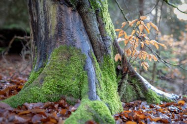 Yosunlu ağaç gövdesi. yaprak döken bir ağaç büyümüş bagajında. Sezon sonbahar