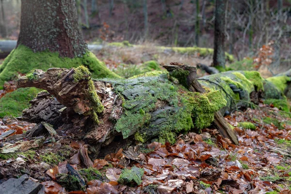 Mossiga Trädstam Igenvuxna Stammen Ett Lövträd Säsongen Hösten — Stockfoto