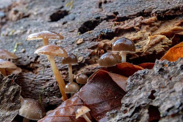 Poisonous mushrooms growing in moss on a tree trunk. Small mushrooms with gills on the background of moss in the forest. Season of the autumn.